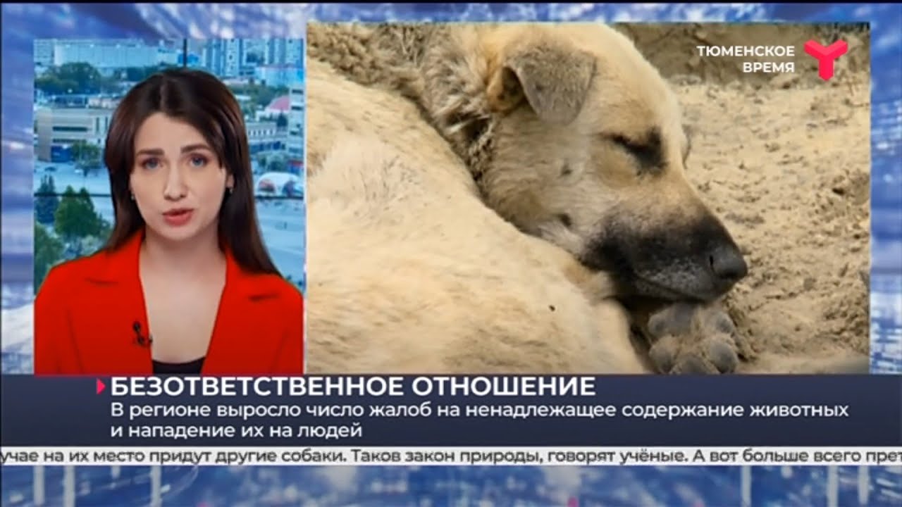 В регионе выросло число жалоб на ненадлежащее содержание животных и ... Гибриды Людей и Животных