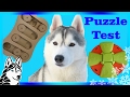 Testing My Dog's intelligence | Puzzle Test Challenge | DOG IQ Test | w/ Gohan the Husky