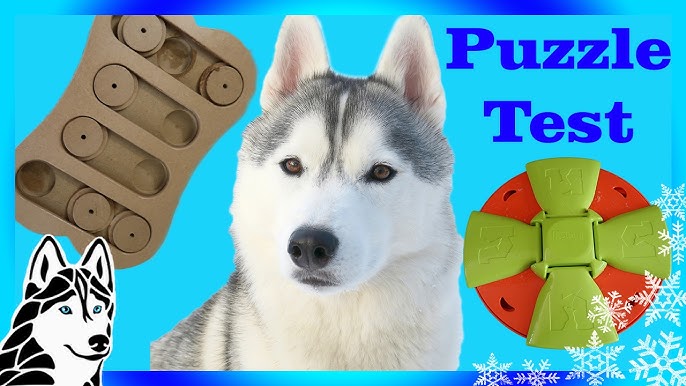 Husky Vs Treat Puzzle Spinner Dog