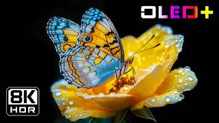 BEST OLED TEST - Spectacular Earthviews in 8K HDR | Dolby Vision™