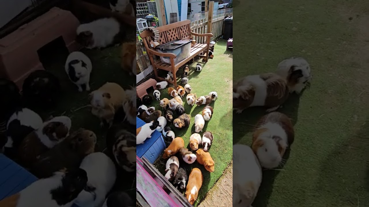 Good morning piggies 