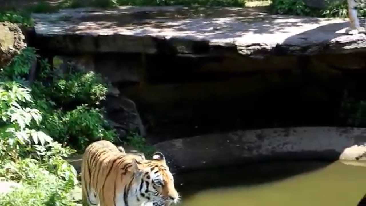 Bengalische Tiger Freigehege Koln Zoologischer Garten 08 2014