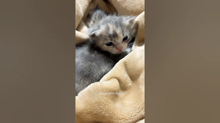 Watch the video about Newborn Persian Kittens #viralvideo #kitten #foryou #trending #fyp #youtubeshorts #ytshorts #viral