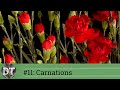 Red carnations blooming  timelapse  no audio