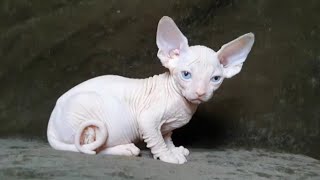 Lovely Sphynx Cats by Kittypuppy TV 1,187 views 8 months ago 2 minutes, 19 seconds
