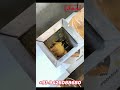 Video Image