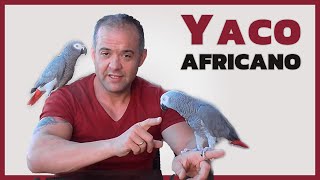 Yaco africano