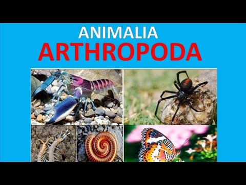 Video: Dimana filum arthropoda ditemukan?