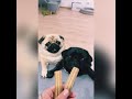 Хомяк едет на машине. Смешные животные.