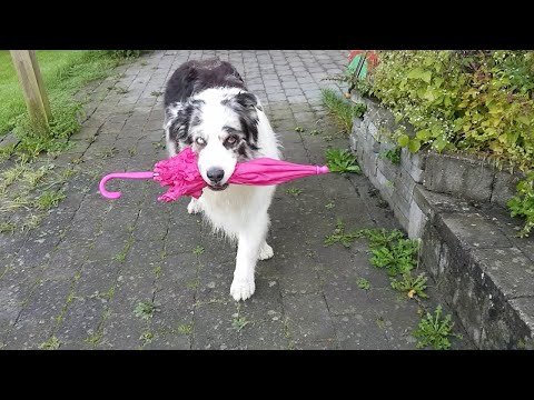 Dog Umbrella Dance || ViralHog