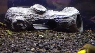 Product Review: Fluval Ceramic Shrimp Log
My review on the fluval ceramic shrimp log Product Review: Fluval Ceramic Shrimp Log