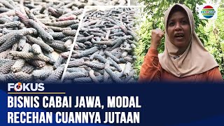 Berani Berubah: Ibu di Kulon Progo Sukses dari Bisnis Cabai Jawa demi Biayai Pengobatan Anak | Fokus Berani Berubah: Ibu di Kulon Progo Sukses dari Bisnis Cabai Jawa demi Biayai Pengobatan Anak | Fokus