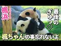 【赤ちゃんパンダ卒業】楓浜(ふうひん)🐼ママ大好きだよ♡ずっと...ふうちゃん🍁の事忘れないでね❗️