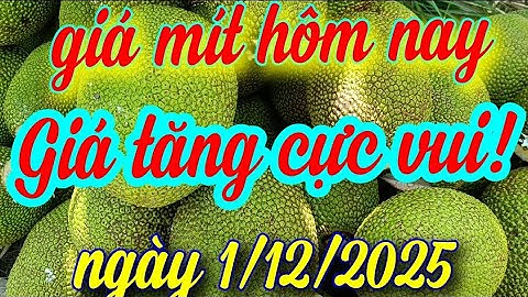 giá mít hôm nay ngày 1/12/20255
