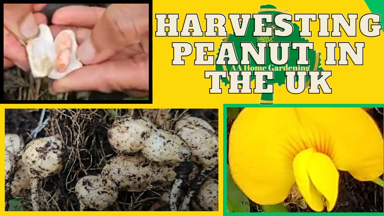 Harvesting Peanut in the UK 