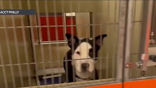 Philly animal shelter offering $10 adoptions