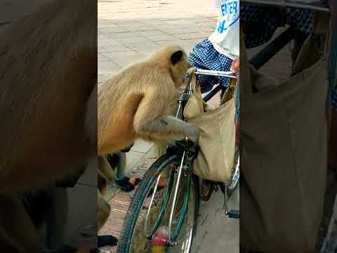 Monkey Take Potatoes