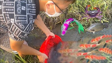 Thỏ Vlog đi bắt cá đồng , vợt cá rô ta, cá koi , cá chép ,cá sộp bự , cua quái vật , cua đồng,