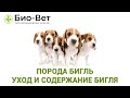 Порода Бигль 🐶 Уход и Содержание // Сеть Ветклиники БИО-ВЕТ