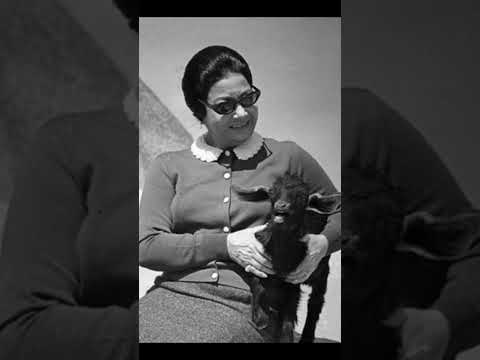 ياحبيبي ياعبير الشوق الحب كله ام كلثوم Shorts