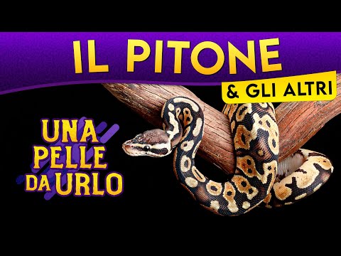 Video: Come sono le abitudini alimentari dei serpenti?