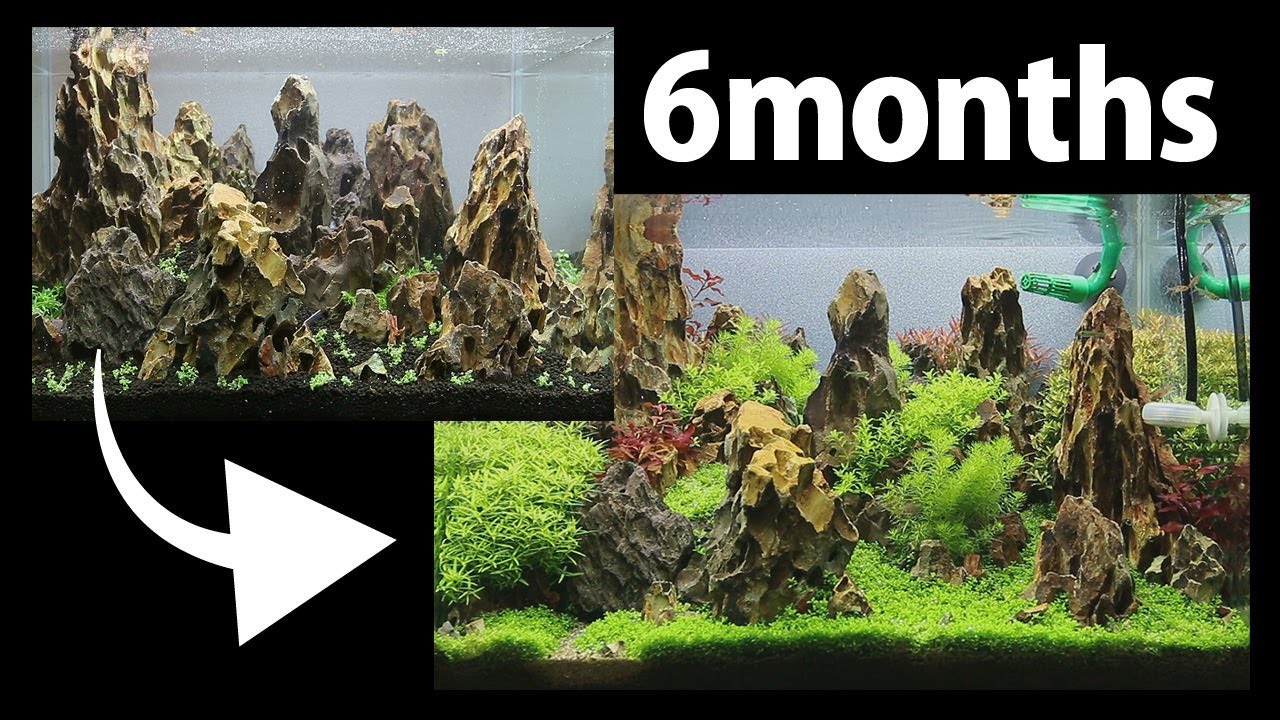 気孔石を使った山岳水草レイアウトの6ヶ月後 Youtube
