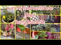 A visit to my friends beautiful garden bonsai beautiful indoor garden gifting plants hindi