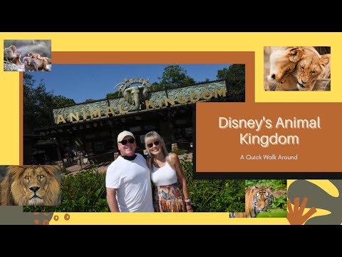 Video: Mga Tip sa Transportasyon ng Animal Kingdom ng Disney World