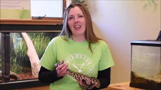 Virtual Playdate Series: Wildlife in Need