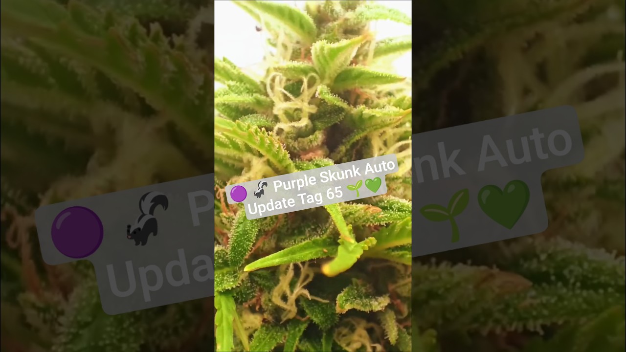 Purple Skunk Auto von SensiSeeds 🟣🦨 Update Tag 65 💚🌱 