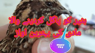 Female quail sound/amazing gift for hunters/صداٸے بٹیر مادی/#female #quail #call #foryou #birds by Birds_lover85 4,616 views 1 month ago 1 minute, 15 seconds