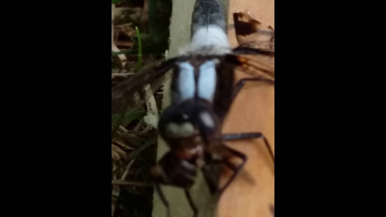 Dragonfly eating a horsefly, stuffing it all in YouTube