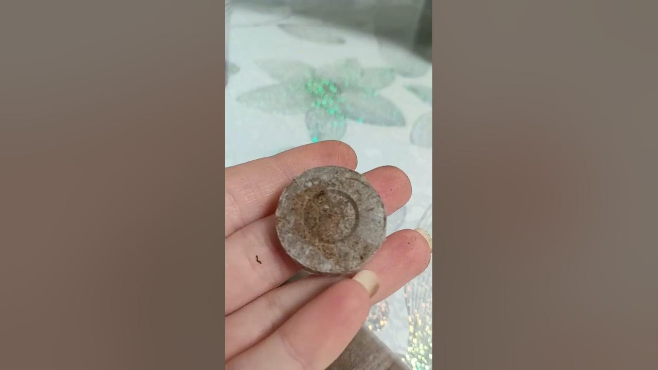 Какой использовать грунт для укоренения черенка или почки 🌱 ?Торфо ...