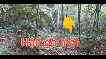 bẫy gà rừng miền bắc 25/5 2021, hận mồi mái.dib qaib qus..@