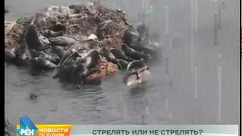 Вновь поднят вопрос о разрешении охоты на нерп