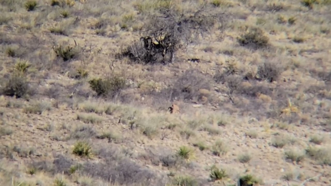 NM Public land Barbary sheep hunt
