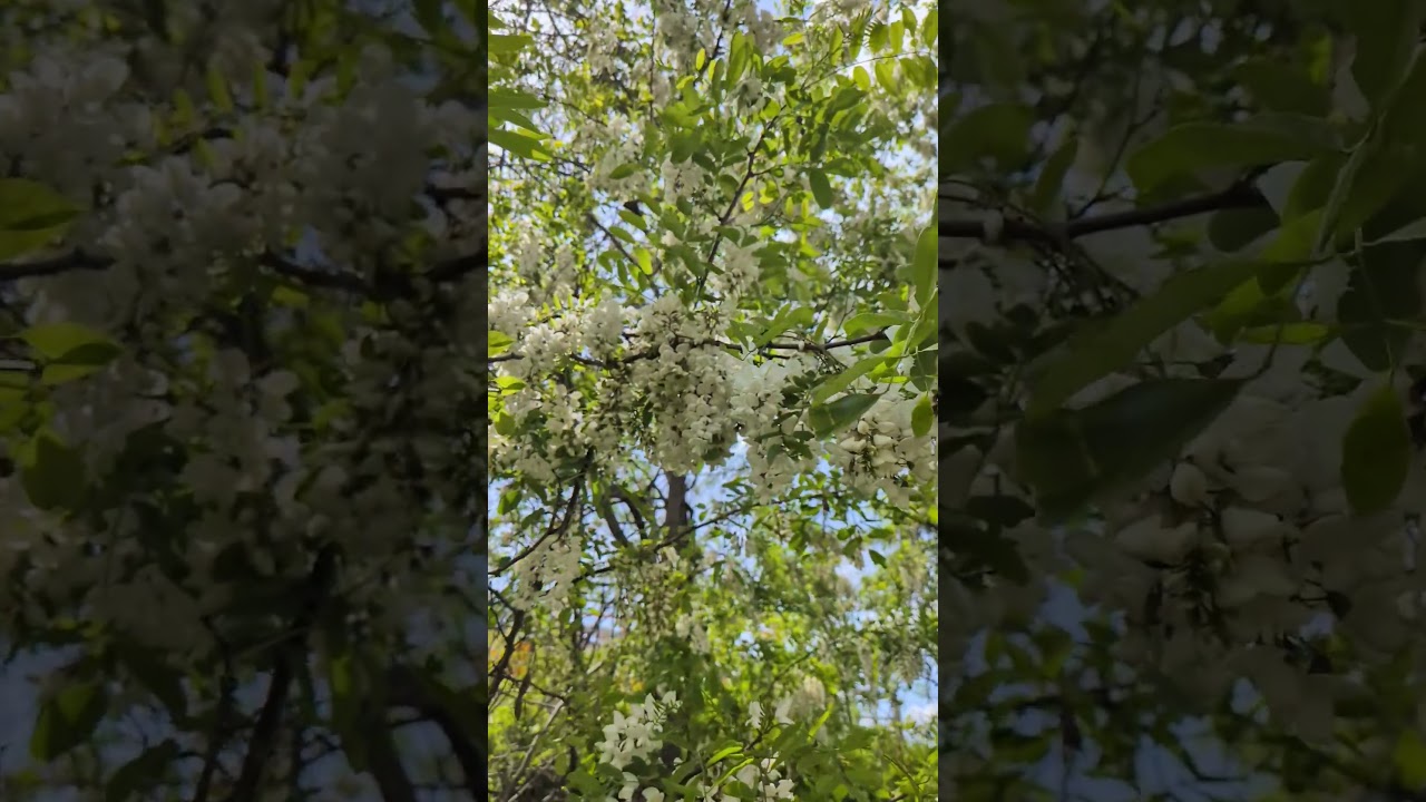 風に揺れてアカシアの花。想い出小樽とコラボ#ファインダー越しの私の世界 #shorts#アカシア #スマホ動画#山内惠介 #想い出小樽#japanesemusic #japan#花が好き#enka#花