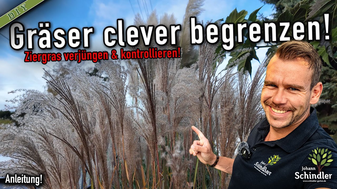 Ziergräser teilen und perfekt platzieren – Fehler beim Pflanzen vermeiden [Anleitung]