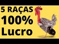 5 RAÇAS de FRANGO CAIPIRA PARA ABATE que dão mais DINHEIRO. Saiba onde comprar.