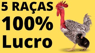 5 Raças De Frango Caipira Para Abate Que Dão Mais Dinheiro. Saiba Onde Comprar.