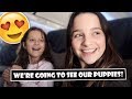 We're Going To See Our Puppies! 😍 (WK 381.6) | Bratayley