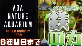 【経過報告】ADAのプロレイザー・ミニで硬い緑苔を取り、グリーンブライティ・アイアンで、鉄を導入してみた。水槽立ち上げ6週間目までの記録【ふぶきテトラ】