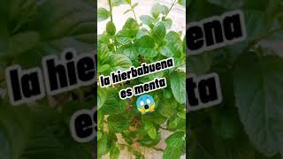 Menta vs Hierbabuena #naturaleza #datos #plantas #jardin #curiosidades #huertourbano