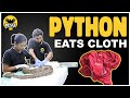 "Wildlife Emergency: Python's Critical Surgery after Ingesting Cloth!" | #python #snakerescue