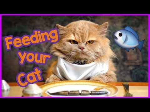 how-often-do-i-feed-my-cat?---3-ways-to-feed-your-cat!