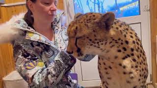 Gerda and I came to an agreement. A cheetah who loves to walk in the cold!