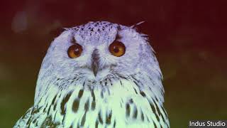 Natural And Relaxing Hackitall Indus Studio