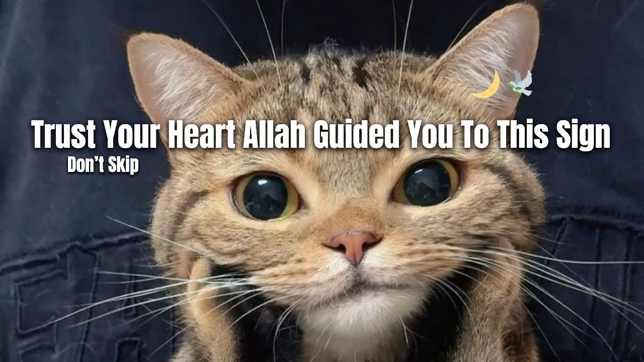 Аллах не случайно хотел, чтобы вы увидели этот знак 🕊️❤️