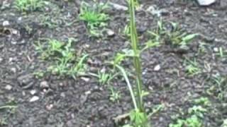 Hazen Line Hop Farm by Rick Langevin 39 views 13 years ago 4 minutes, 41 seconds