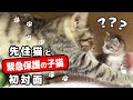 ひとりぼっちで生きていく子猫と初めて先住猫が出逢ったら